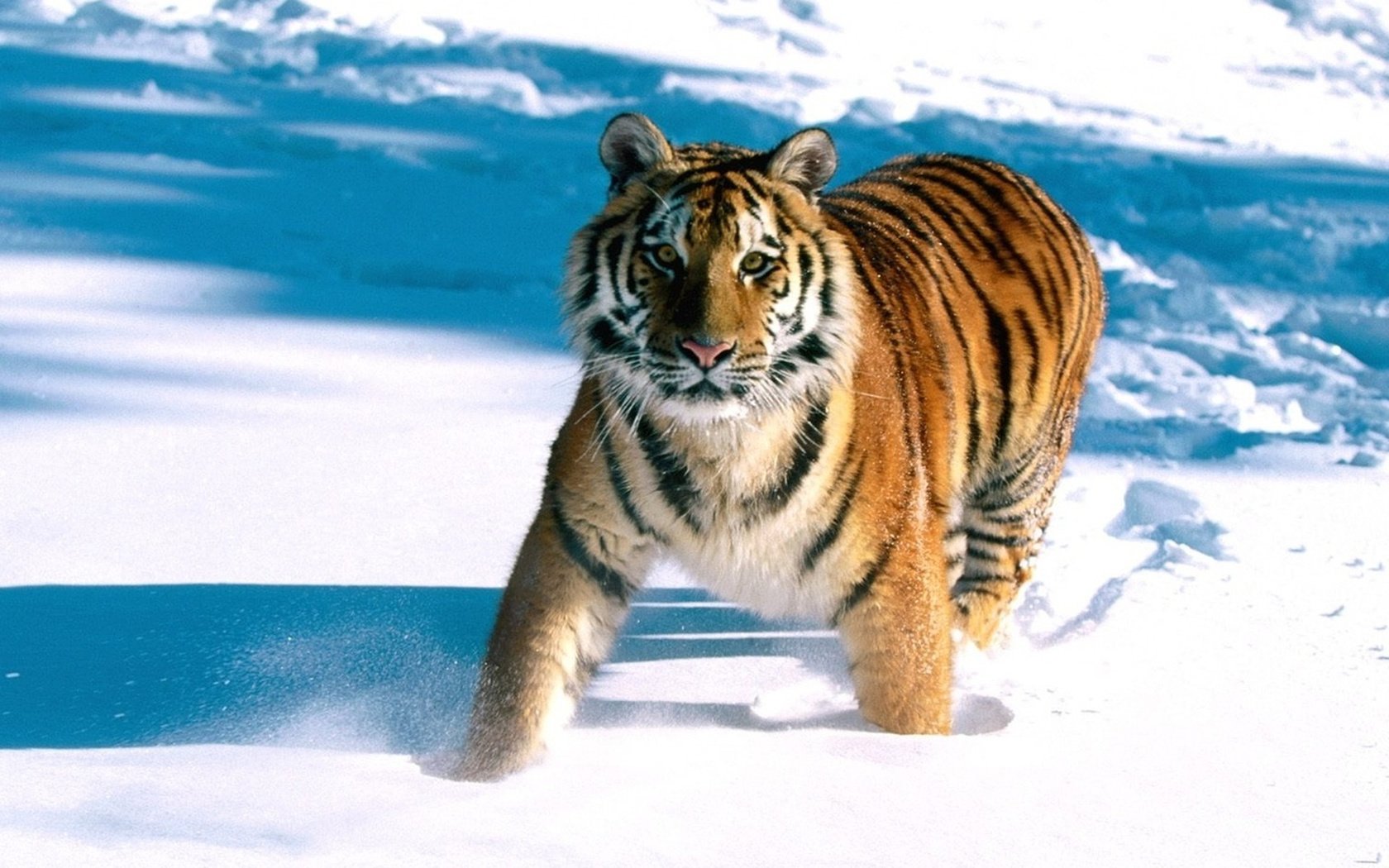 Обои тигр, снег, tiger, snow разрешение 1920x1200 Загрузить