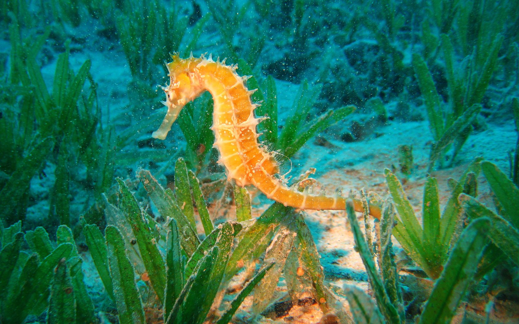 Обои океан, морской конек, подводный мир, the ocean, seahorse, underwater world разрешение 2560x1600 Загрузить