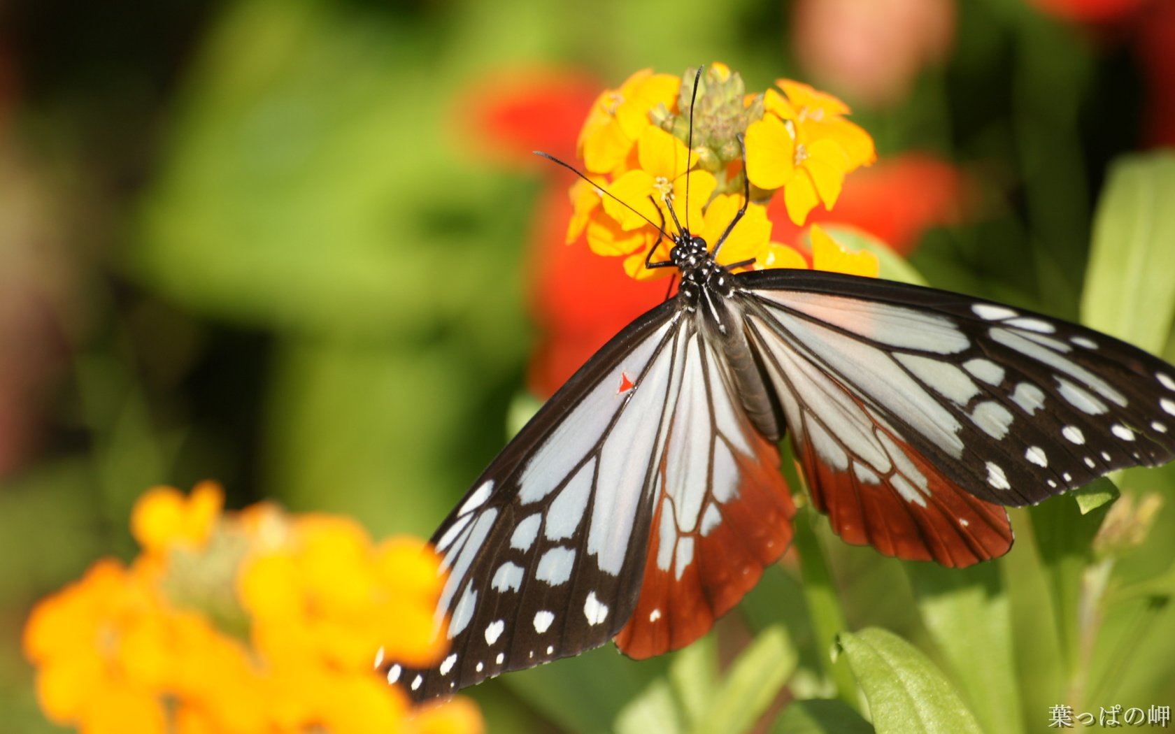 Обои цветы, насекомое, лето, бабочка, крылья, flowers, insect, summer, butterfly, wings разрешение 1920x1200 Загрузить