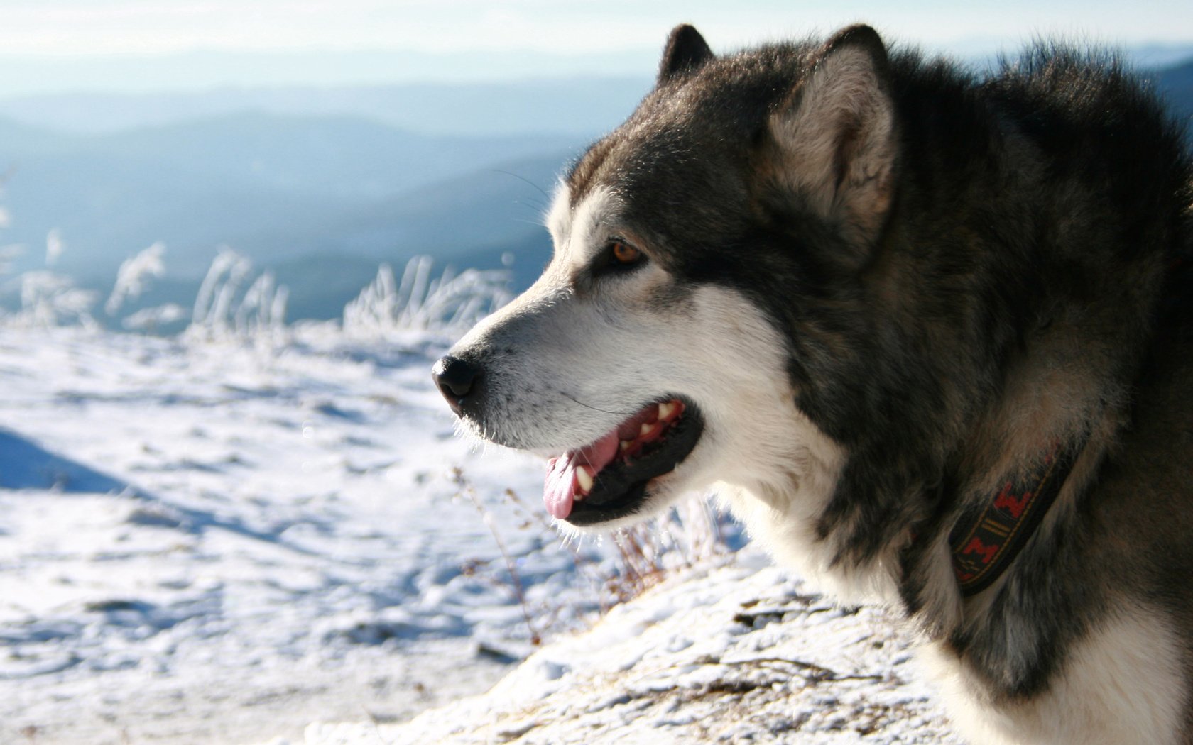 Обои снег, хаски, ошейник, аляскинский маламут, snow, husky, collar, alaskan malamute разрешение 2560x1600 Загрузить