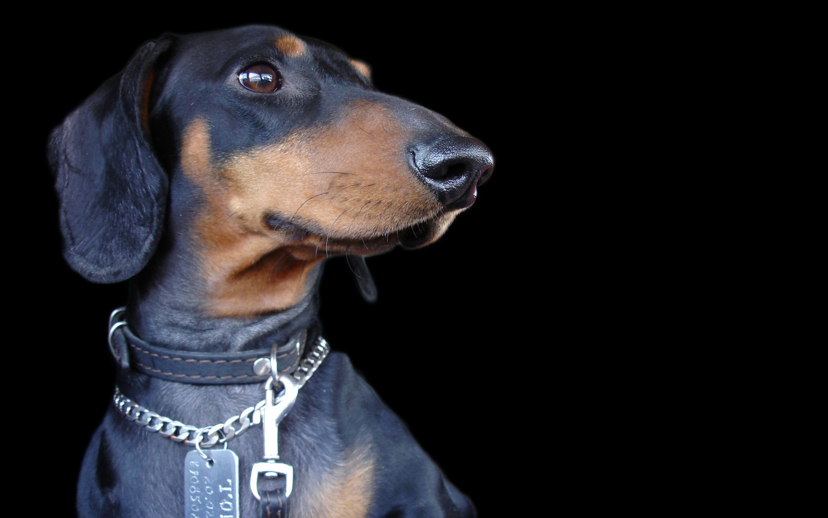 Обои мордочка, взгляд, собака, черный фон, ошейник, такса, muzzle, look, dog, black background, collar, dachshund разрешение 1920x1080 Загрузить