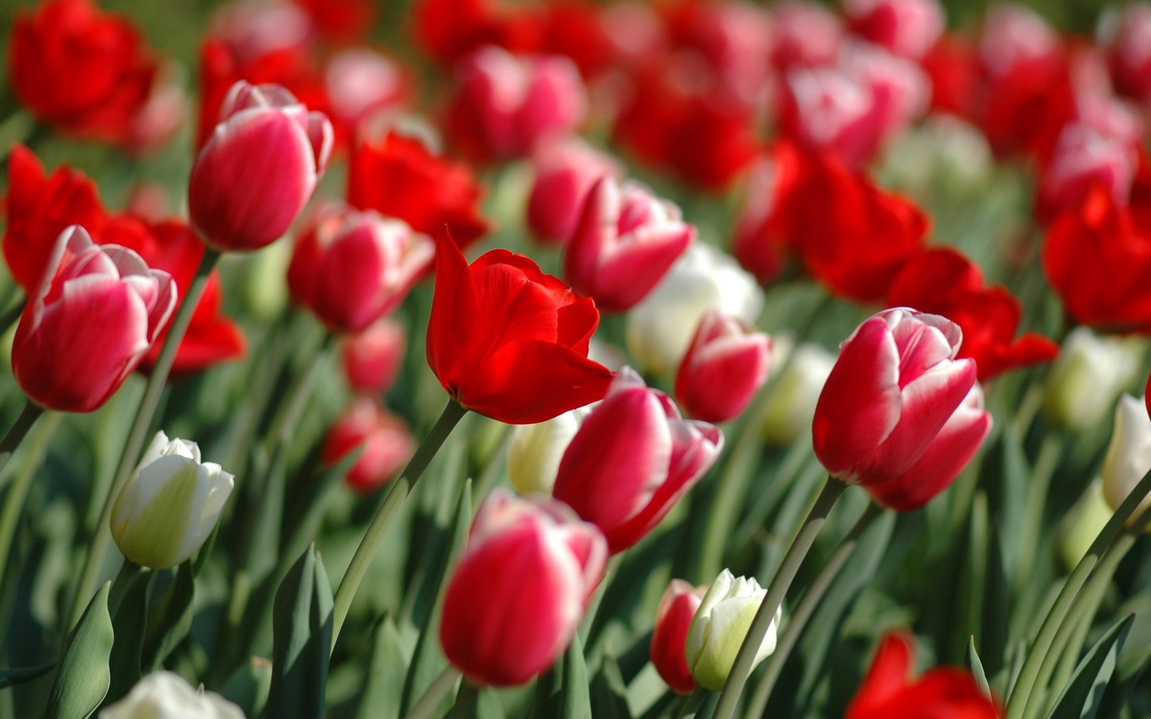 Обои цветы, весна, тюльпаны, flowers, spring, tulips разрешение 2560x1600 Загрузить