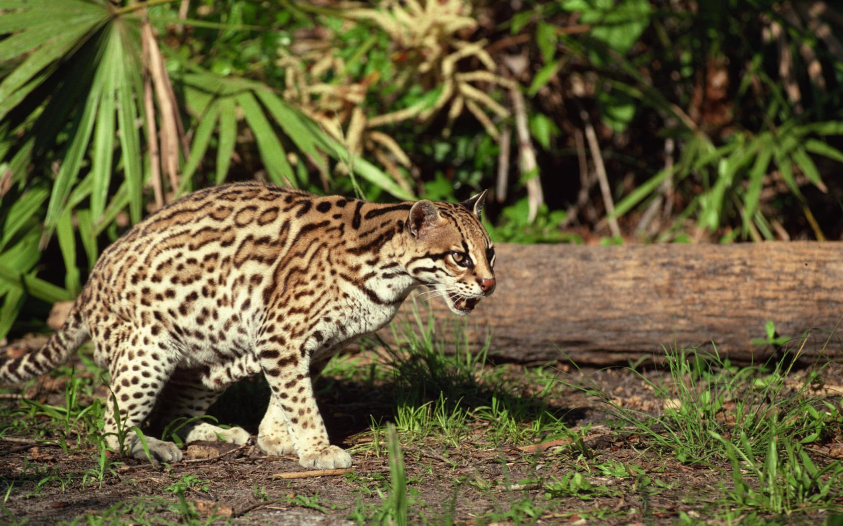 Обои трава, дерево, животные, оцелот, grass, tree, animals, ocelot разрешение 1920x1080 Загрузить