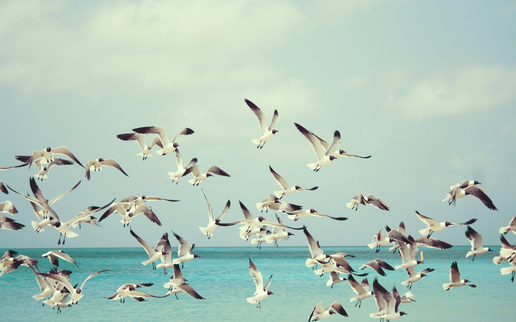 Обои море, полет, чайки, sea, flight, seagulls разрешение 1920x1280 Загрузить