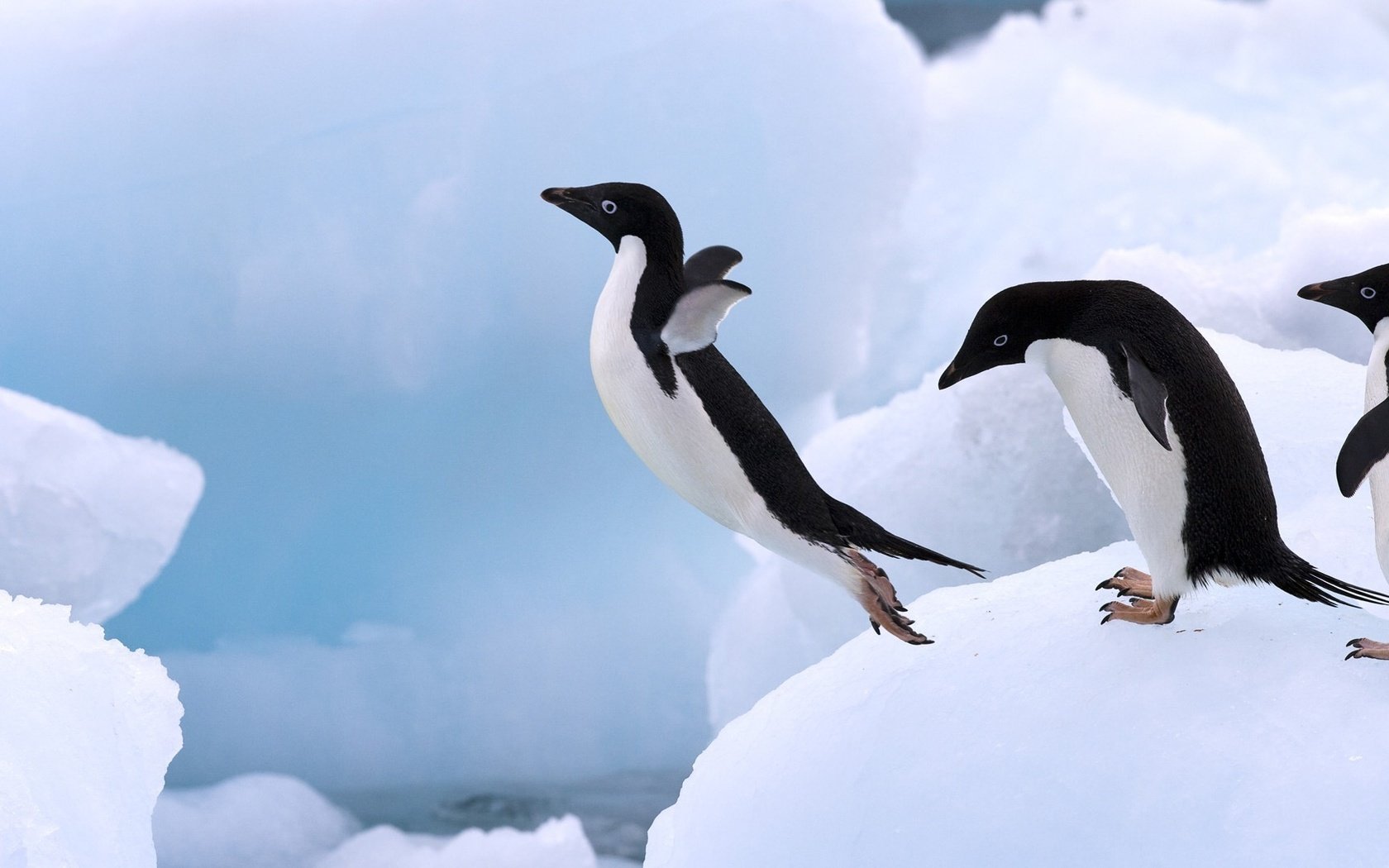 Обои лёд, прыжок, пингвин, ice, jump, penguin разрешение 1920x1080 Загрузить
