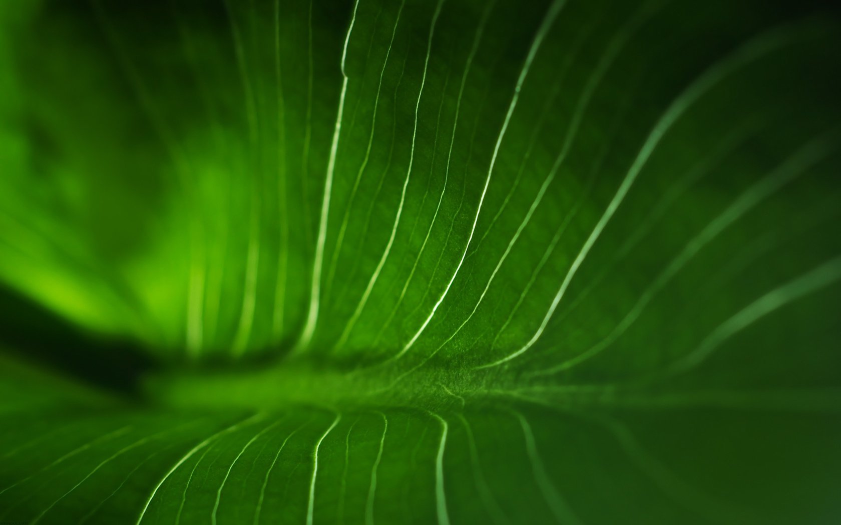 Обои текстура, цвет, лист, прожилки, зеленый лист, texture, color, sheet, veins, green leaf разрешение 1920x1200 Загрузить