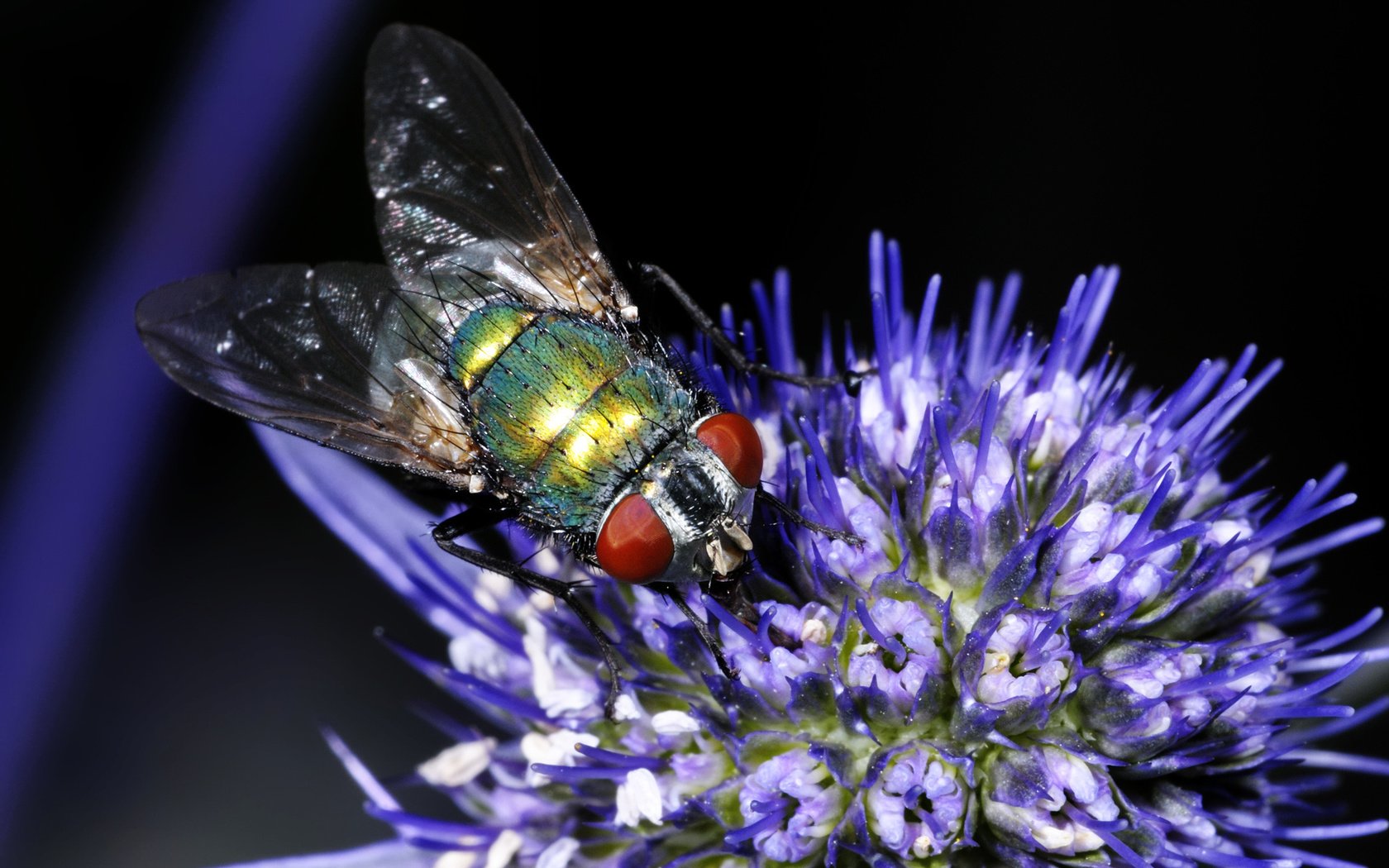 Обои насекомое, цветок, муха, insect, flower, fly разрешение 1920x1200 Загрузить