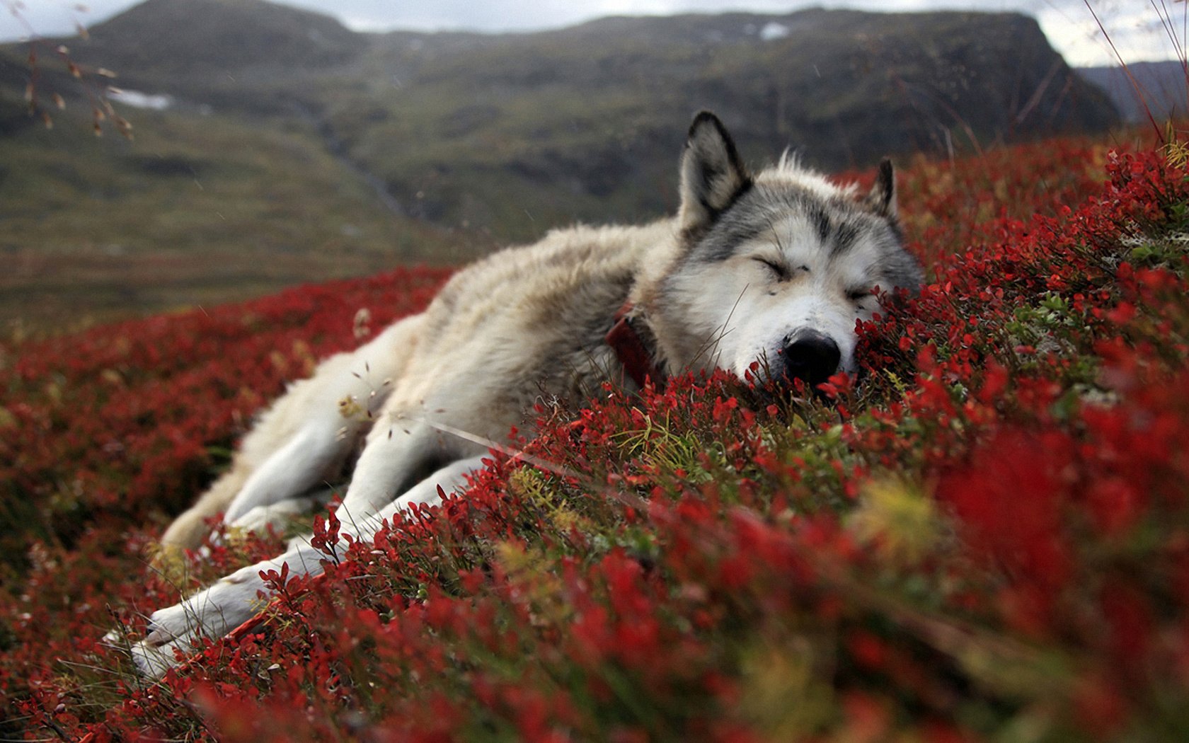 Обои цветы, природа, сон, собака, лежит, весна, хаски, flowers, nature, sleep, dog, lies, spring, husky разрешение 1920x1200 Загрузить