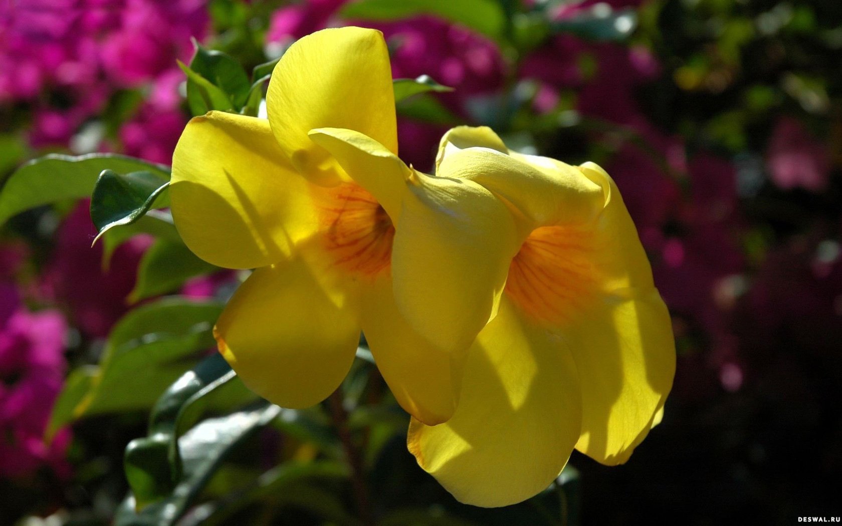 Обои цветы, макро, лепестки, желтые, алламанда, flowers, macro, petals, yellow, allamanda разрешение 1920x1200 Загрузить