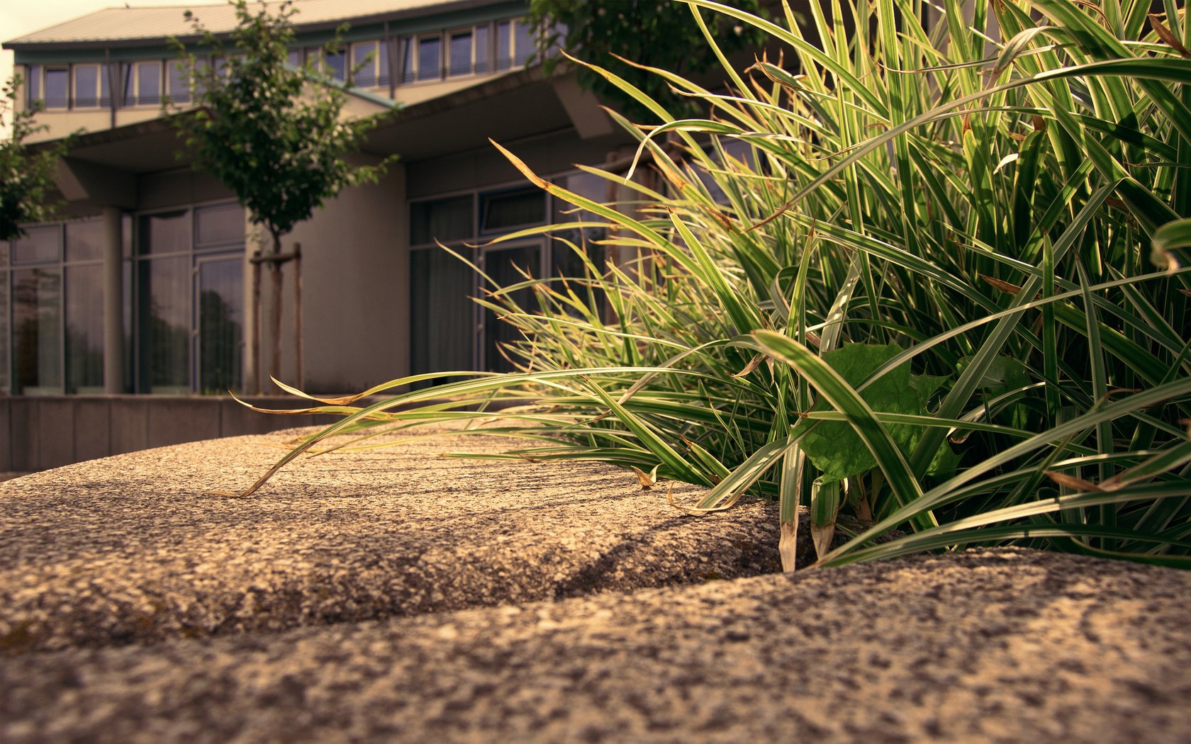 Обои трава, здание, grass, the building разрешение 2560x1600 Загрузить
