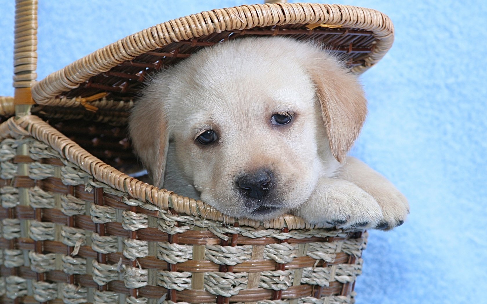 Обои морда, взгляд, собака, щенок, корзина, лабрадор, милый, face, look, dog, puppy, basket, labrador, cute разрешение 2560x1600 Загрузить