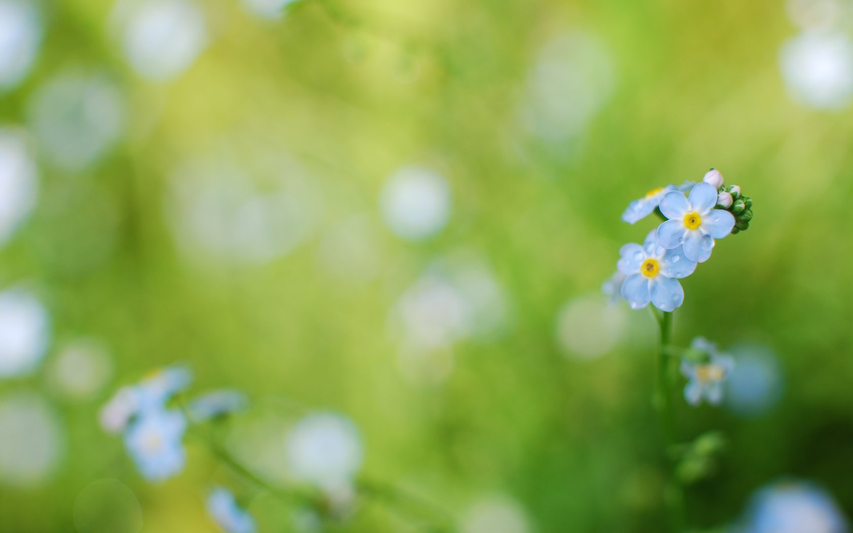Обои цветы, трава, незабудки, голубые, flowers, grass, forget-me-nots, blue разрешение 3872x2592 Загрузить
