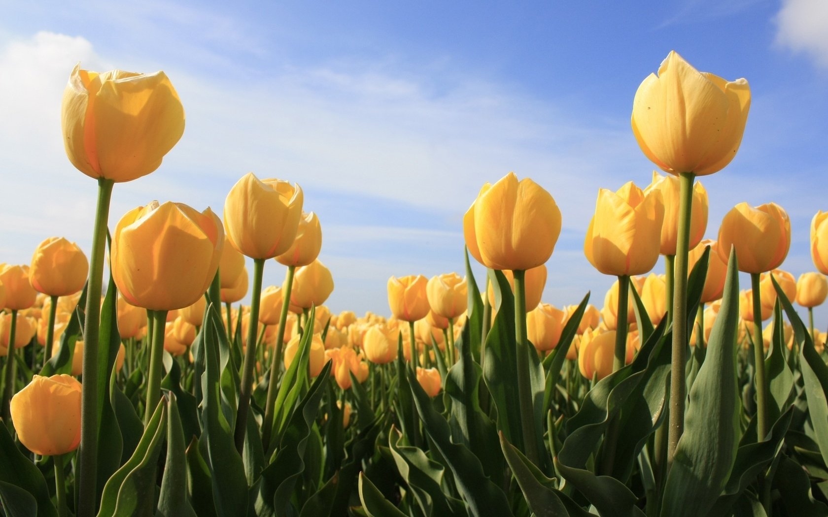 Обои небо, zheltyj, цветы, облака, бутоны, лепестки, тюльпаны, желтые, cvety, tyulpany, the sky, flowers, clouds, buds, petals, tulips, yellow разрешение 2560x1600 Загрузить