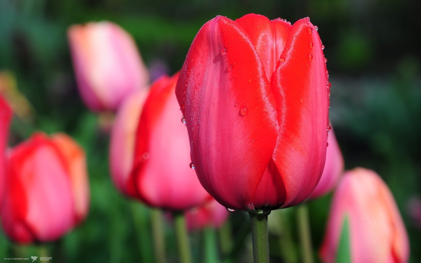 Обои цветы, cvety, kapli, макро, tyulpany, цветок, капли, бутон, весна, тюльпаны, тюльпан, flowers, macro, flower, drops, bud, spring, tulips, tulip разрешение 1920x1200 Загрузить