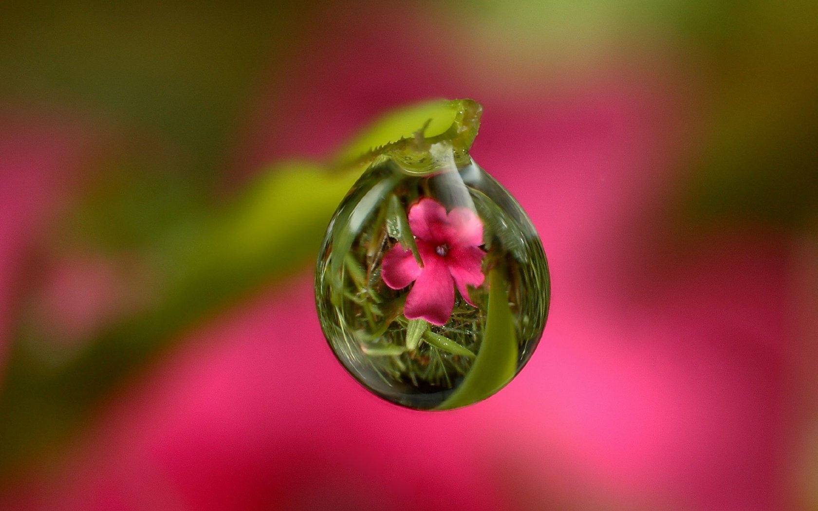 Обои трава, стебель, вода, природа, цветок, роса, капля, листок, розовый, grass, stem, water, nature, flower, rosa, drop, leaf, pink разрешение 2048x1588 Загрузить