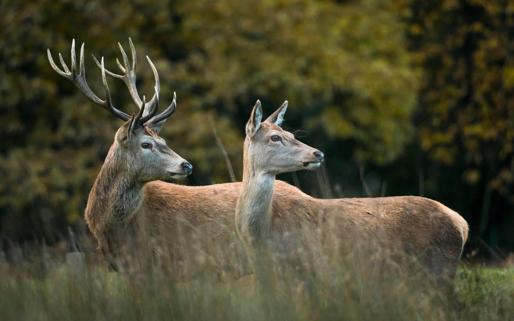 Обои лес, пара, рога, олени, опушка, forest, pair, horns, deer, the edge разрешение 2048x1367 Загрузить