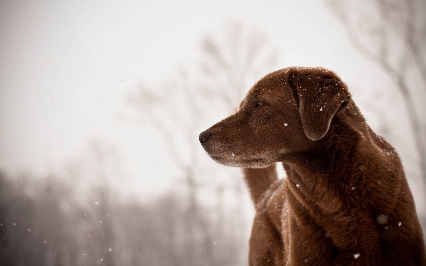 Обои зима, снежинки, взгляд, собака, друг, winter, snowflakes, look, dog, each разрешение 1920x1200 Загрузить