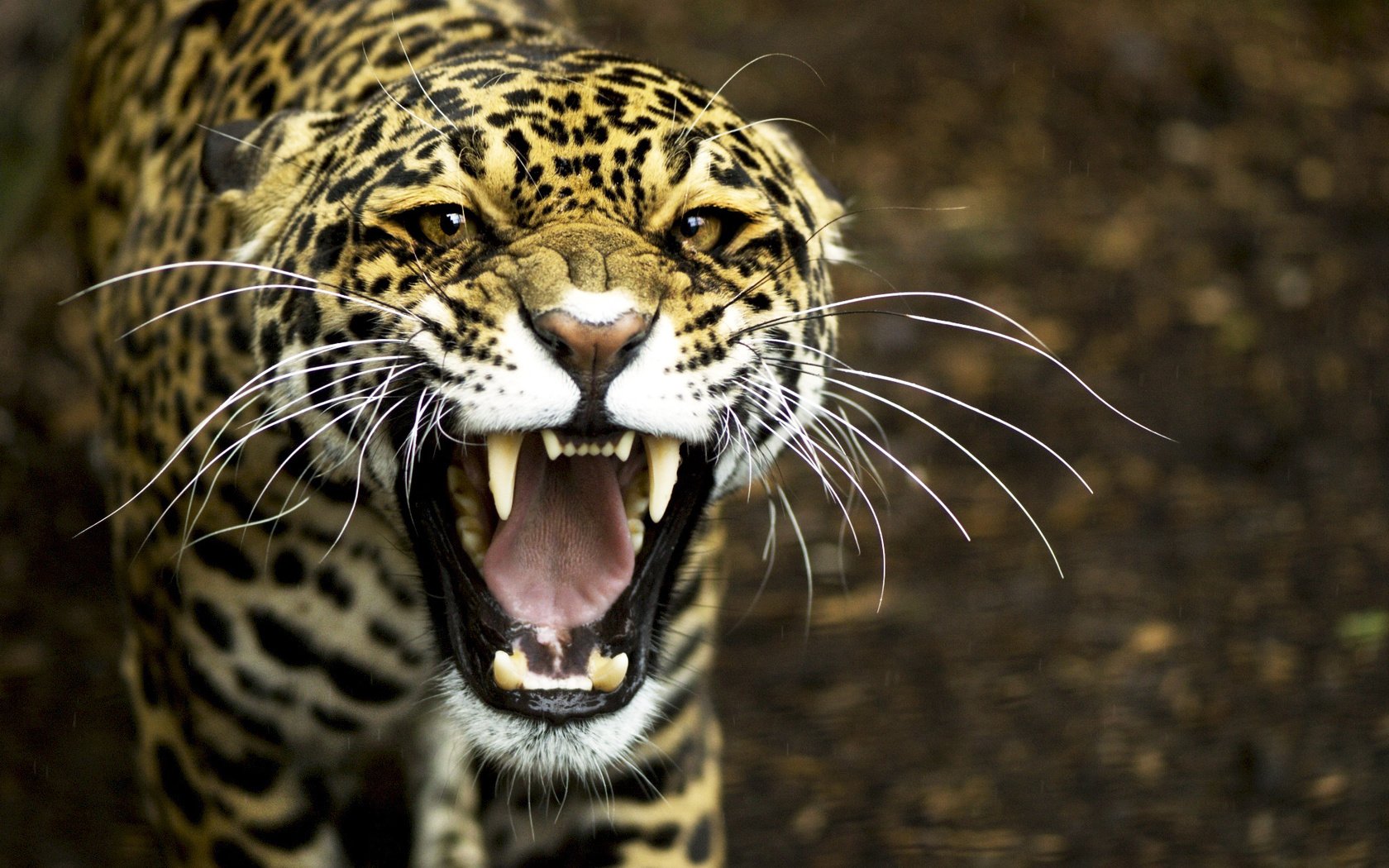 Обои леопард, клыки, хищник, оскал, leopard, fangs, predator, grin разрешение 2048x1371 Загрузить