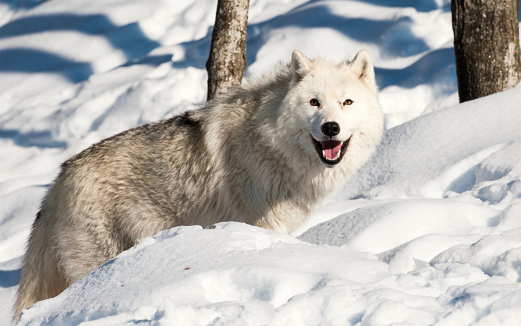Обои снег, зима, взгляд, хищник, волк, snow, winter, look, predator, wolf разрешение 2560x1600 Загрузить