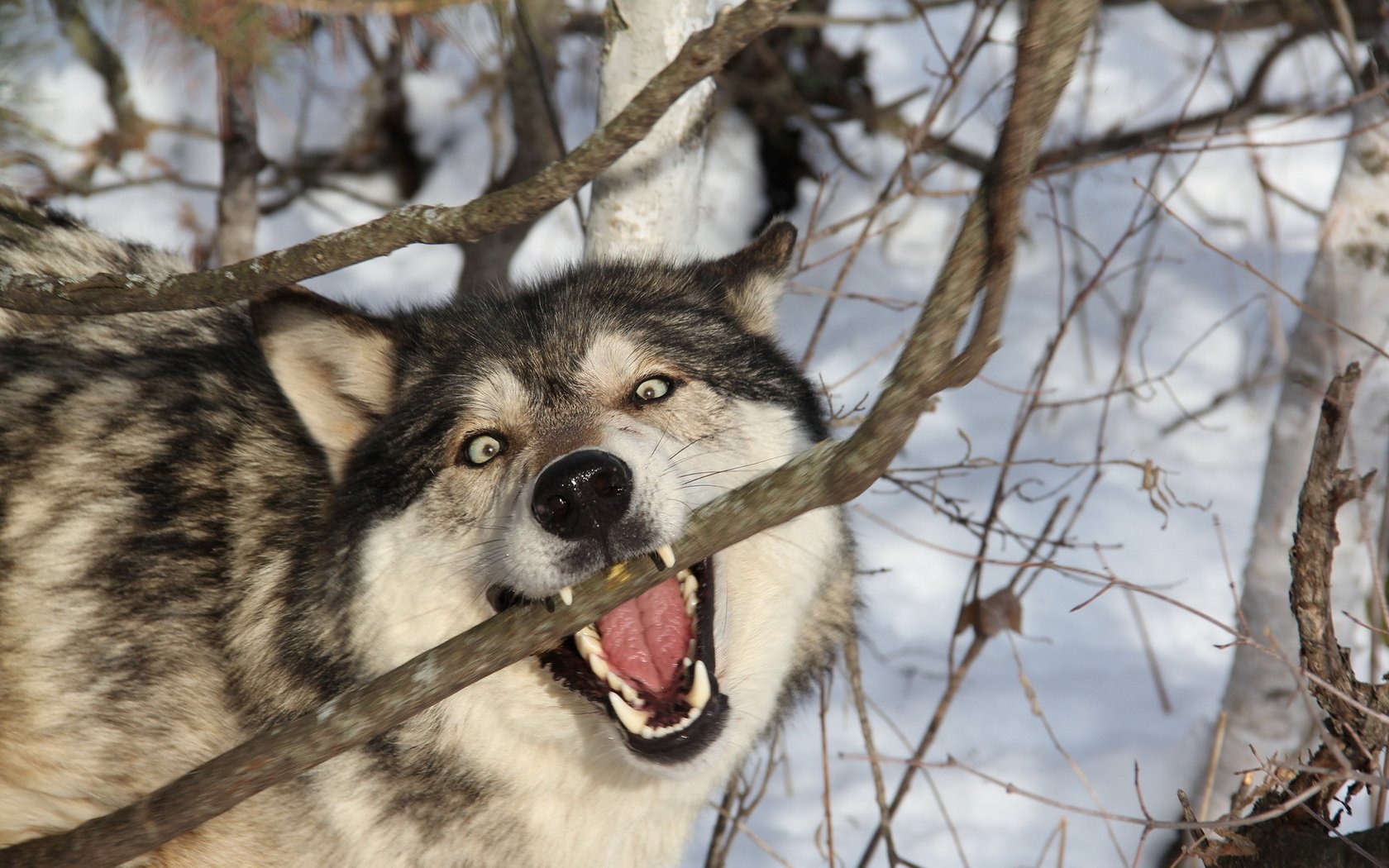 Обои ветка, снег, лес, зима, хищник, зубы, оскал, волк, branch, snow, forest, winter, predator, teeth, grin, wolf разрешение 1920x1200 Загрузить