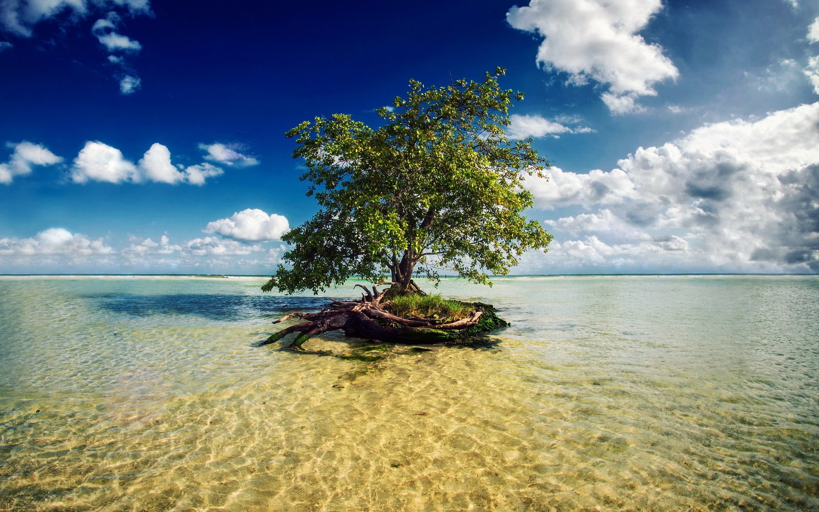 Обои вода, дерево, water, tree разрешение 1920x1200 Загрузить