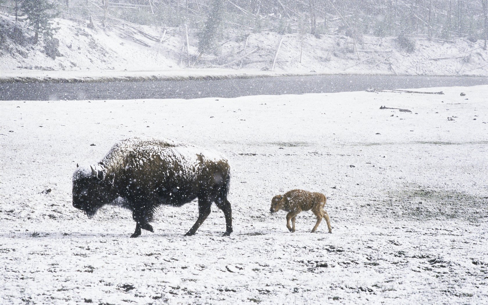 Обои снег, зима, животные, детеныш, зубры, зубр, дикий бык, snow, winter, animals, cub, bison разрешение 2560x1600 Загрузить