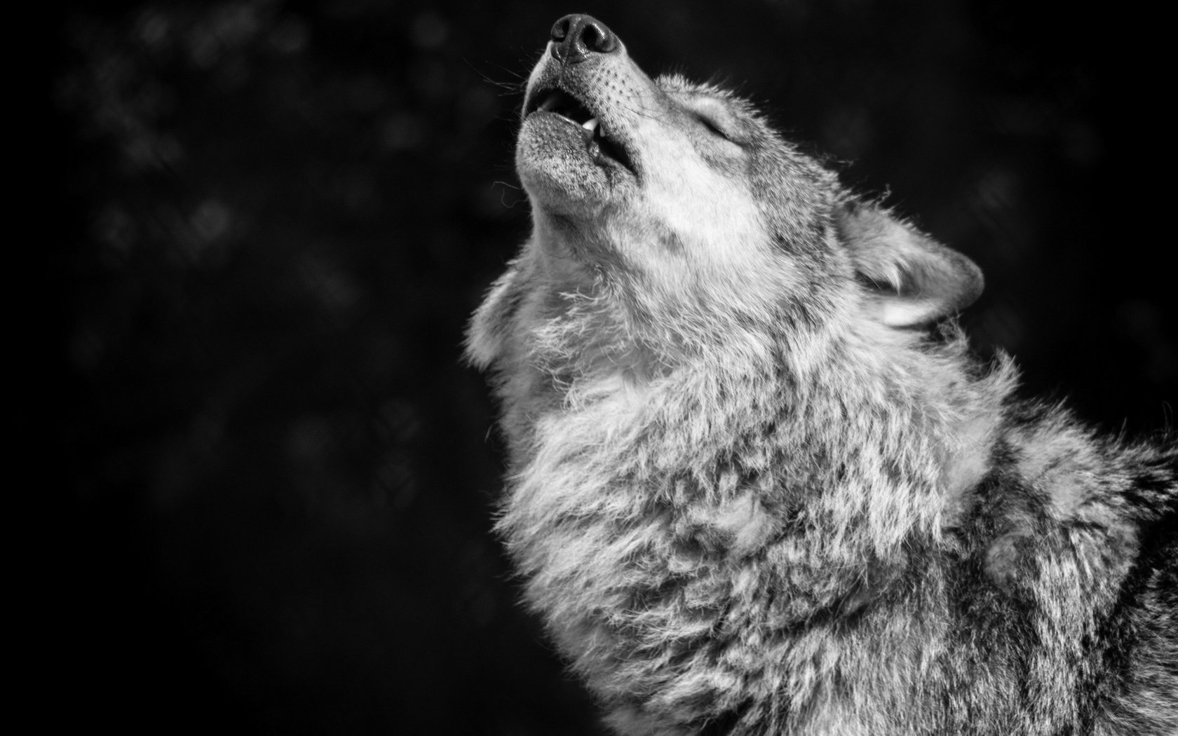 Обои фон, чёрно-белое, хищник, волк, вой, волчья песня, background, black and white, predator, wolf, howl, wolf song разрешение 2048x1382 Загрузить