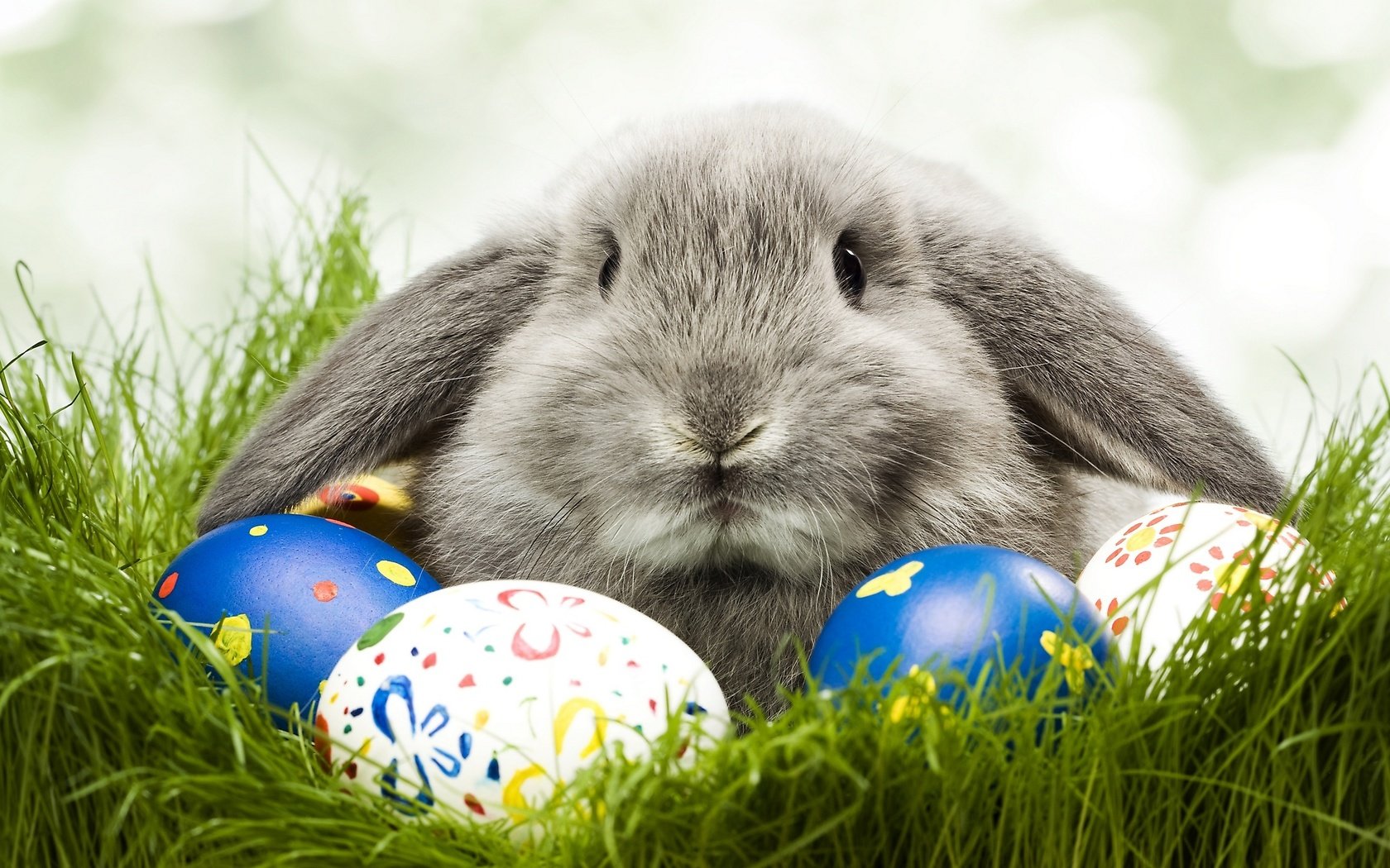 Обои заяц и пасхальые яйца, the hare and paskalya eggs разрешение 2560x1440 Загрузить