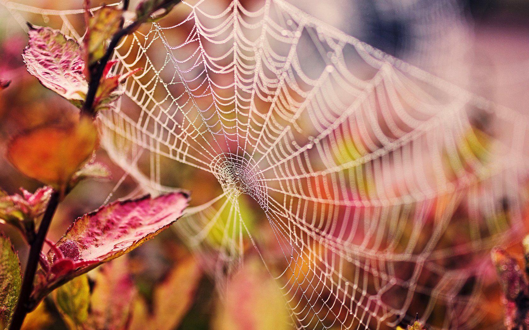 Обои ветка, природа, листья, капли, осень, паутина, макро _, branch, nature, leaves, drops, autumn, web, macro _ разрешение 1920x1080 Загрузить