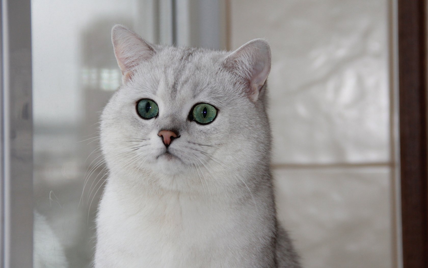 Обои кошка, окно, зеленые глаза, британская шиншилла, cat, window, green eyes, british chinchilla разрешение 1920x1080 Загрузить