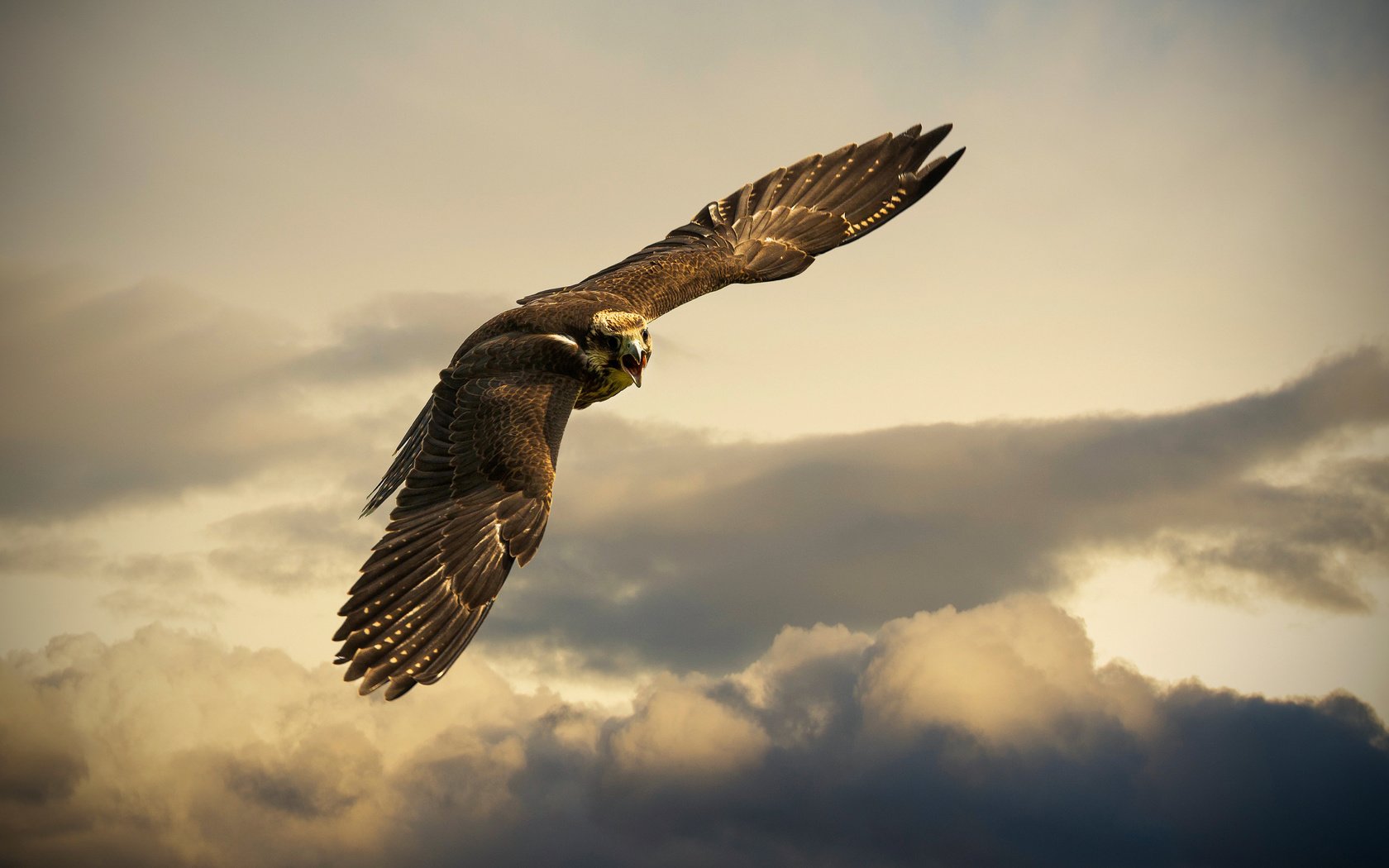 Обои небо, тучи, швейцария, орел, птица, buchs, the sky, clouds, switzerland, eagle, bird разрешение 2560x1600 Загрузить