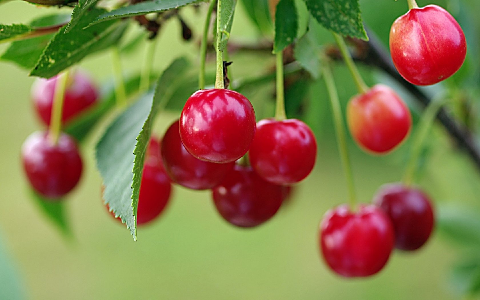 Обои ветка, спелая, ягоды, вишня, красная вишня на веточке, ягоды спелой вишни на кусту, алая вишня, branch, ripe, berries, cherry, red cherry on a branch, berries ripe cherry on a bush, scarlet cherry разрешение 1920x1080 Загрузить