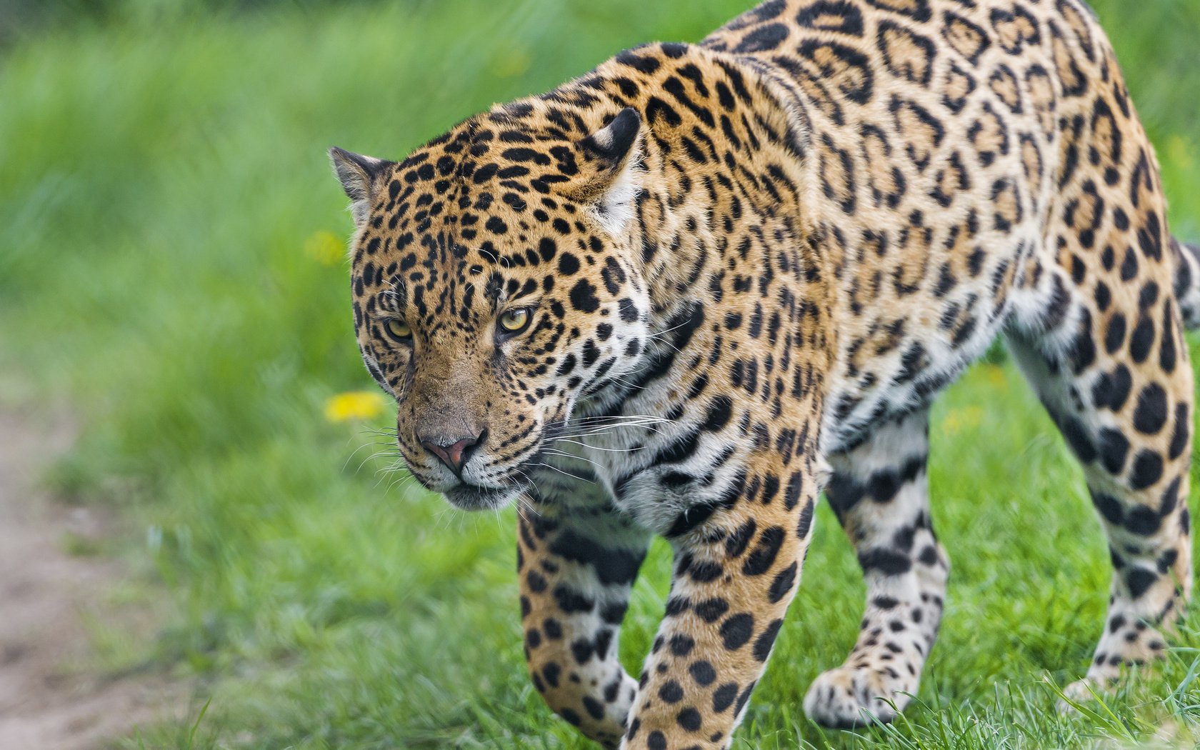 Обои трава, хищник, ягуар, grass, predator, jaguar разрешение 2048x1638 Загрузить