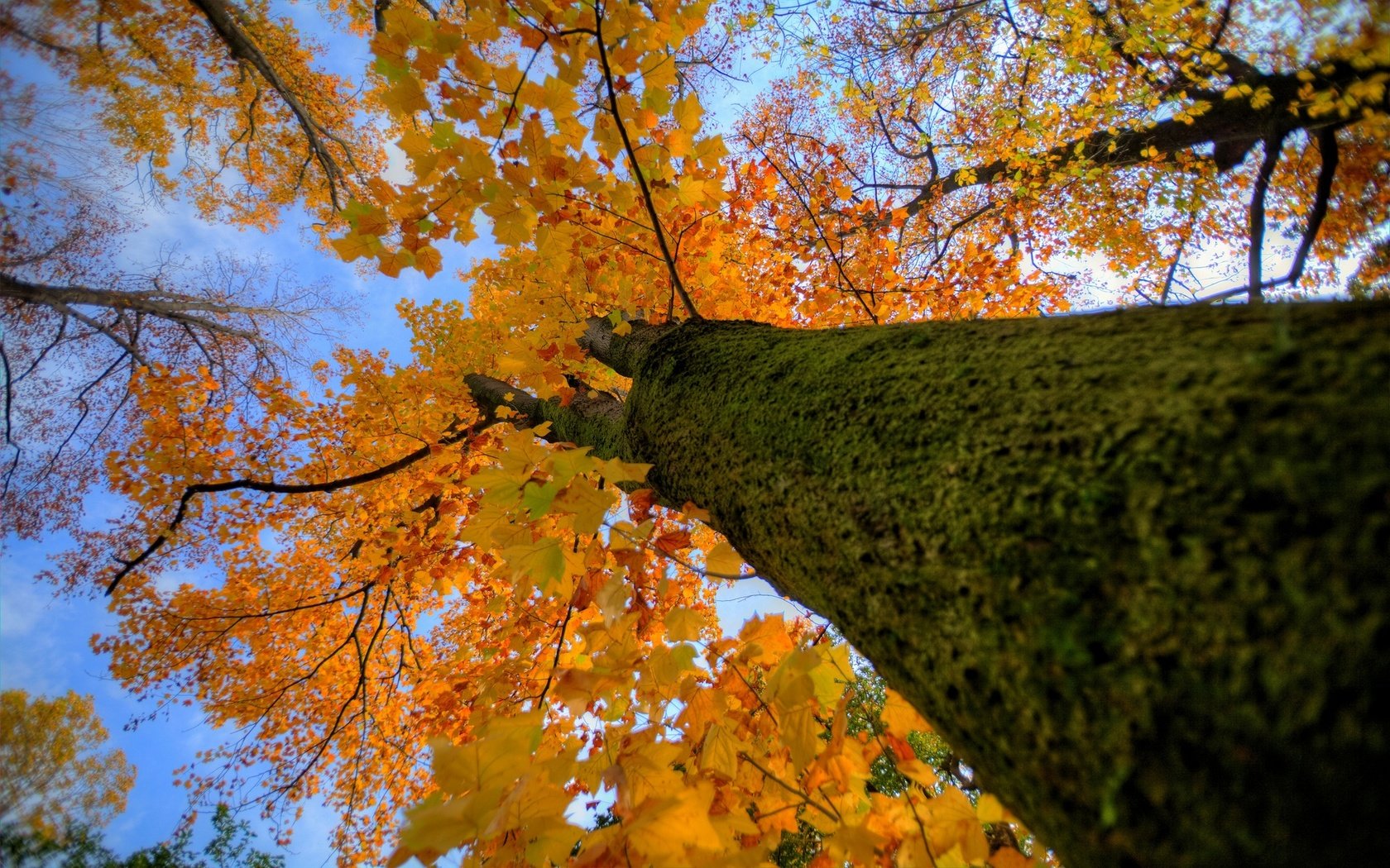 Обои дерево, осень, ствол, крона, tree, autumn, trunk, crown разрешение 1920x1200 Загрузить