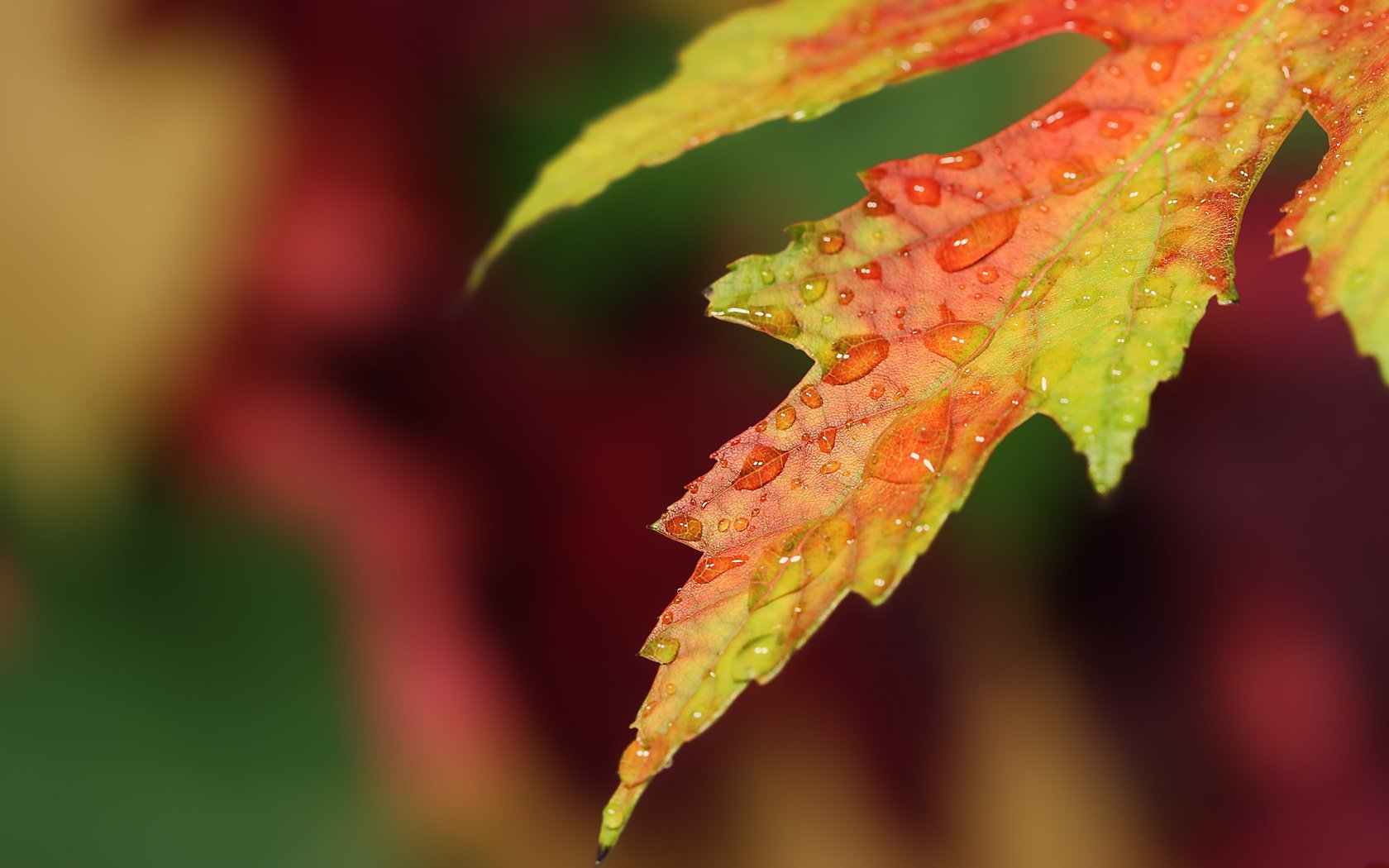 Обои природа, макро, капли, осень, лист, nature, macro, drops, autumn, sheet разрешение 1920x1200 Загрузить