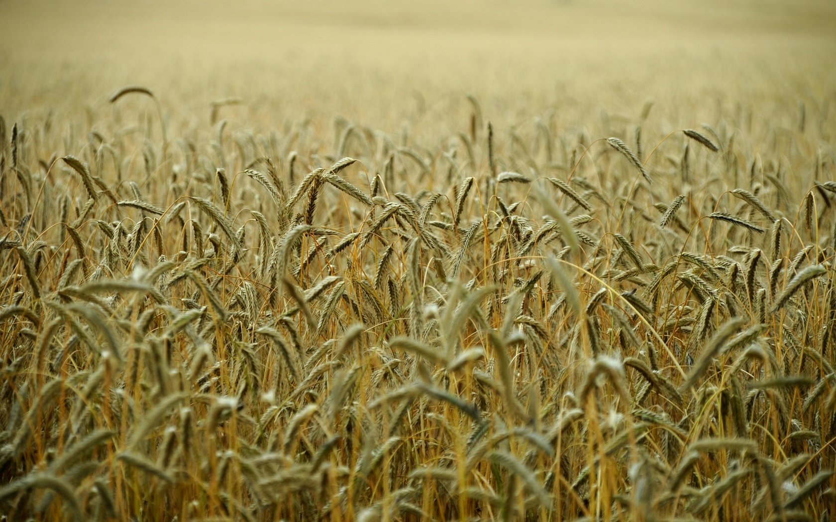 Обои поле, колосья, пшеница, стебли, field, ears, wheat, stems разрешение 1920x1275 Загрузить