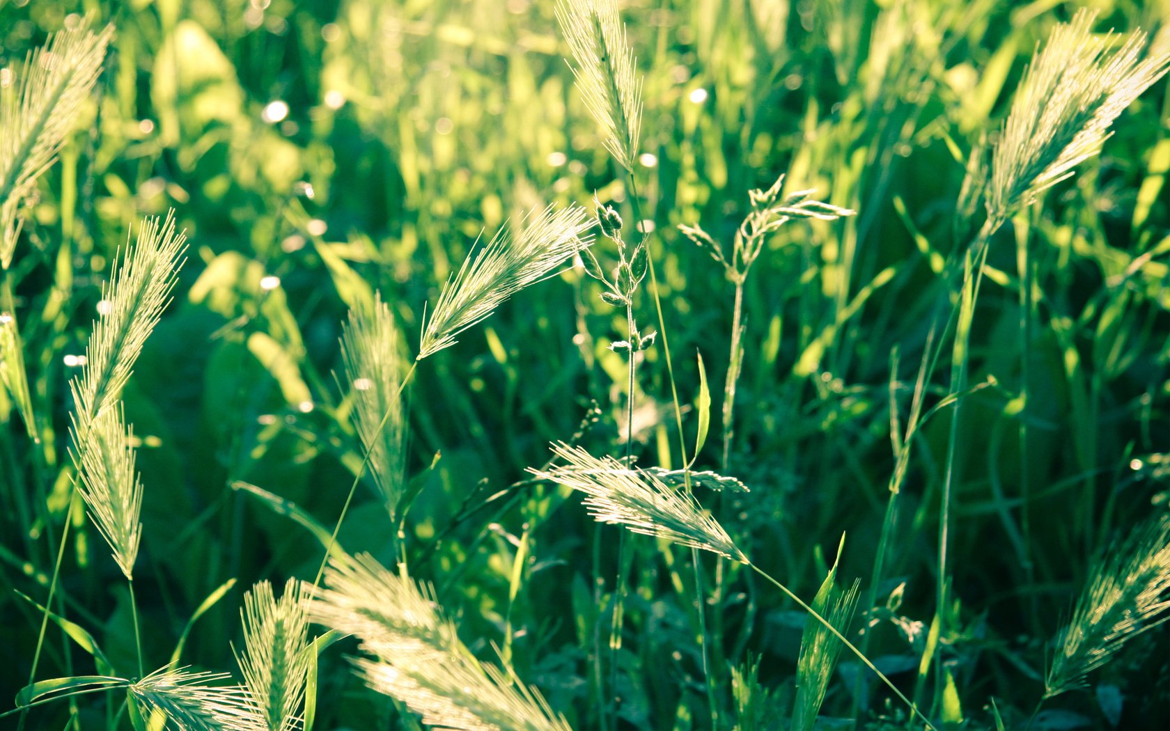 Обои трава, природа, макро, поле, колоски, зеленая, grass, nature, macro, field, spikelets, green разрешение 2560x1600 Загрузить