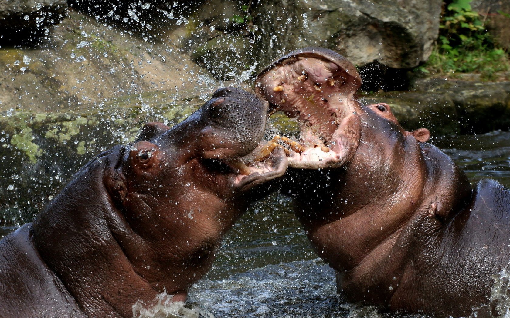 Обои вода, брызги, бегемоты, water, squirt, hippos разрешение 1920x1200 Загрузить