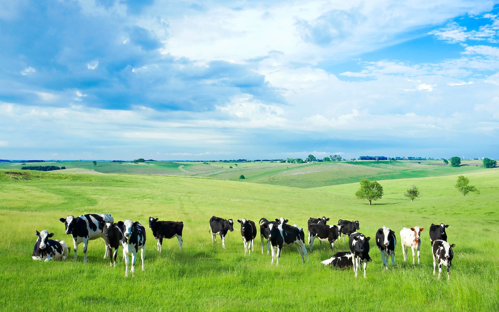Обои природа, животные, поле, коровы, nature, animals, field, cows разрешение 2048x1365 Загрузить