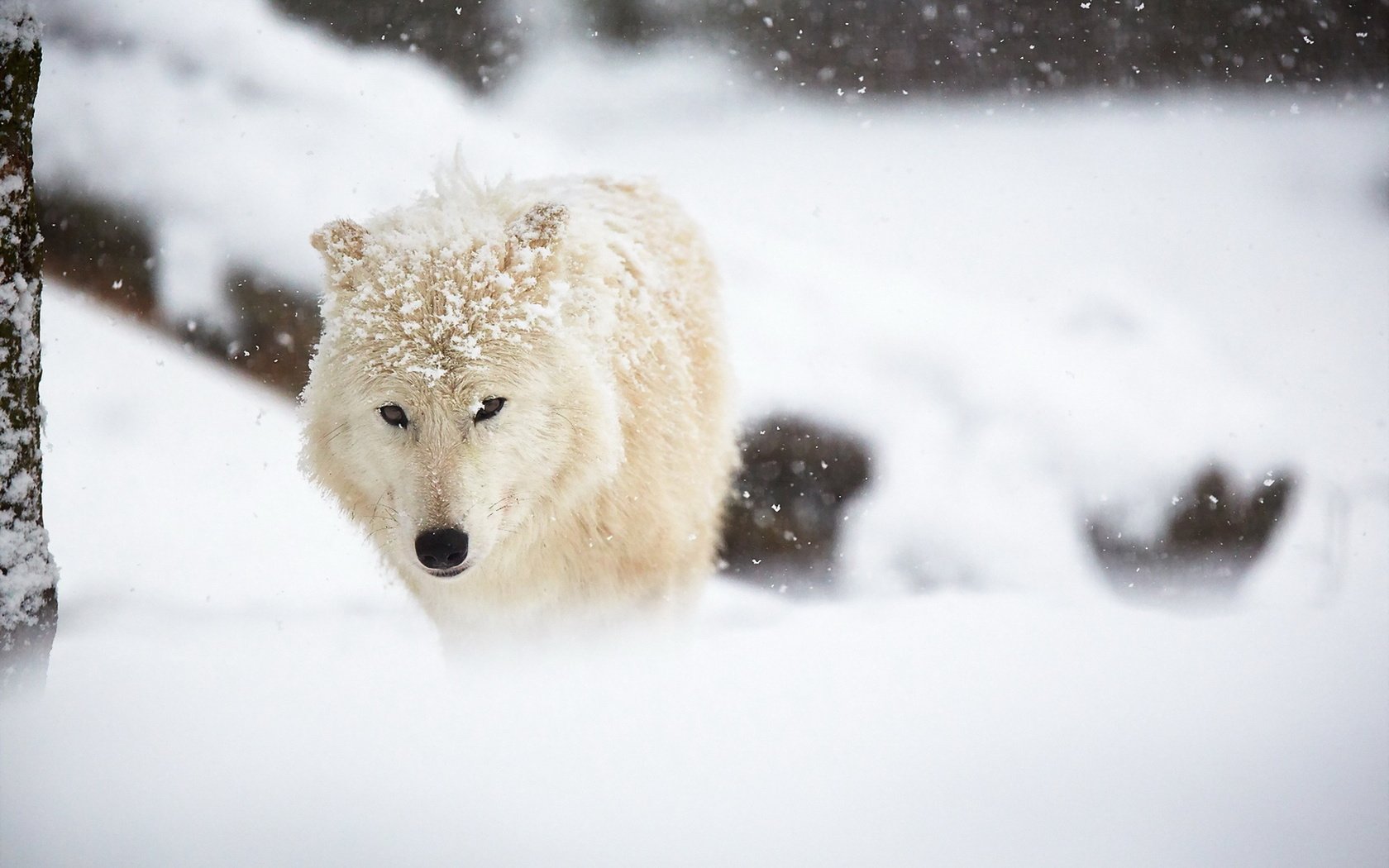 Обои снег, зима, белый, животное, волк, арктический волк, snow, winter, white, animal, wolf, arctic wolf разрешение 1920x1280 Загрузить