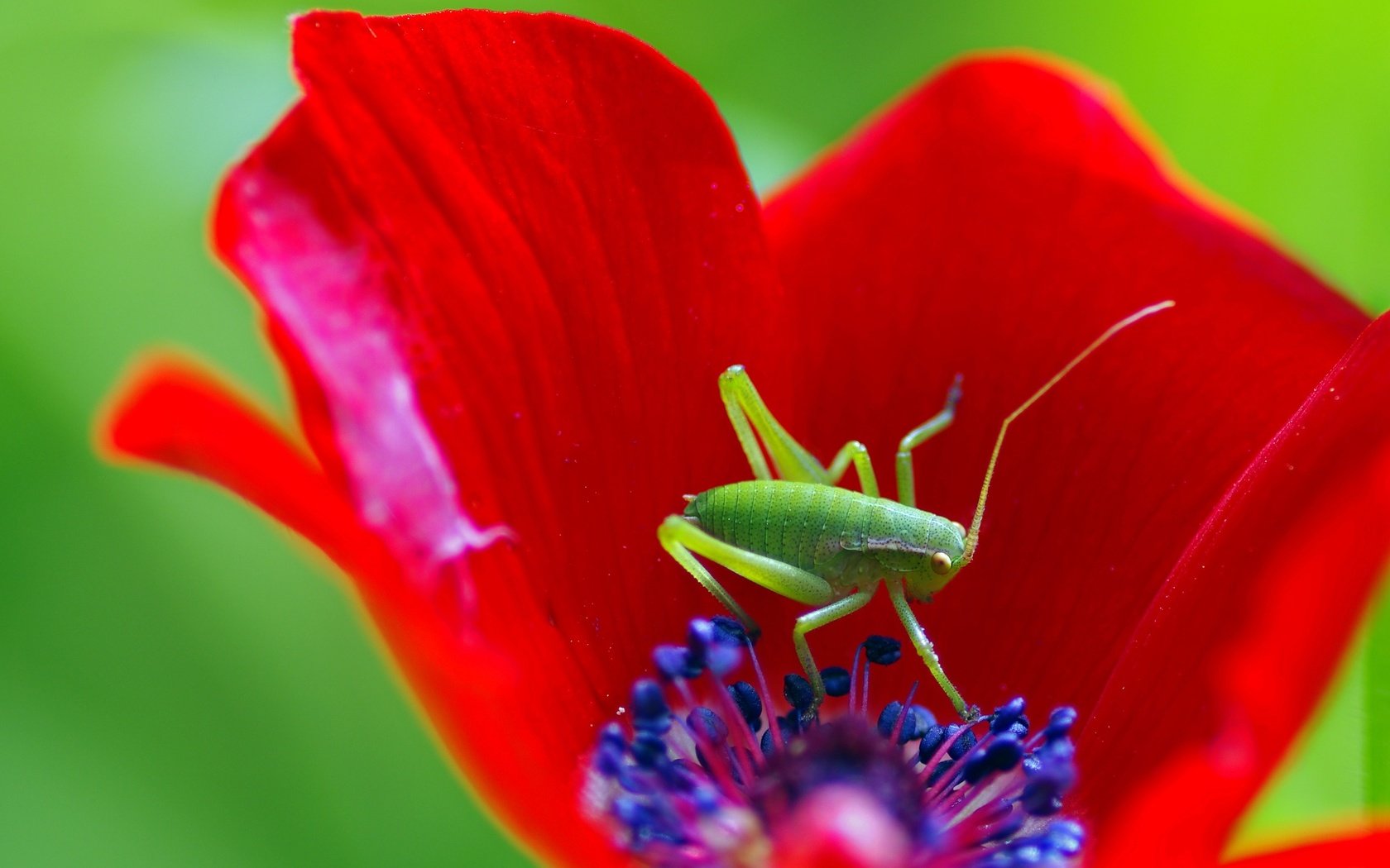 Обои макро, насекомое, цветок, мак, кузнечик, ziva & amir, macro, insect, flower, mac, grasshopper разрешение 3023x2174 Загрузить