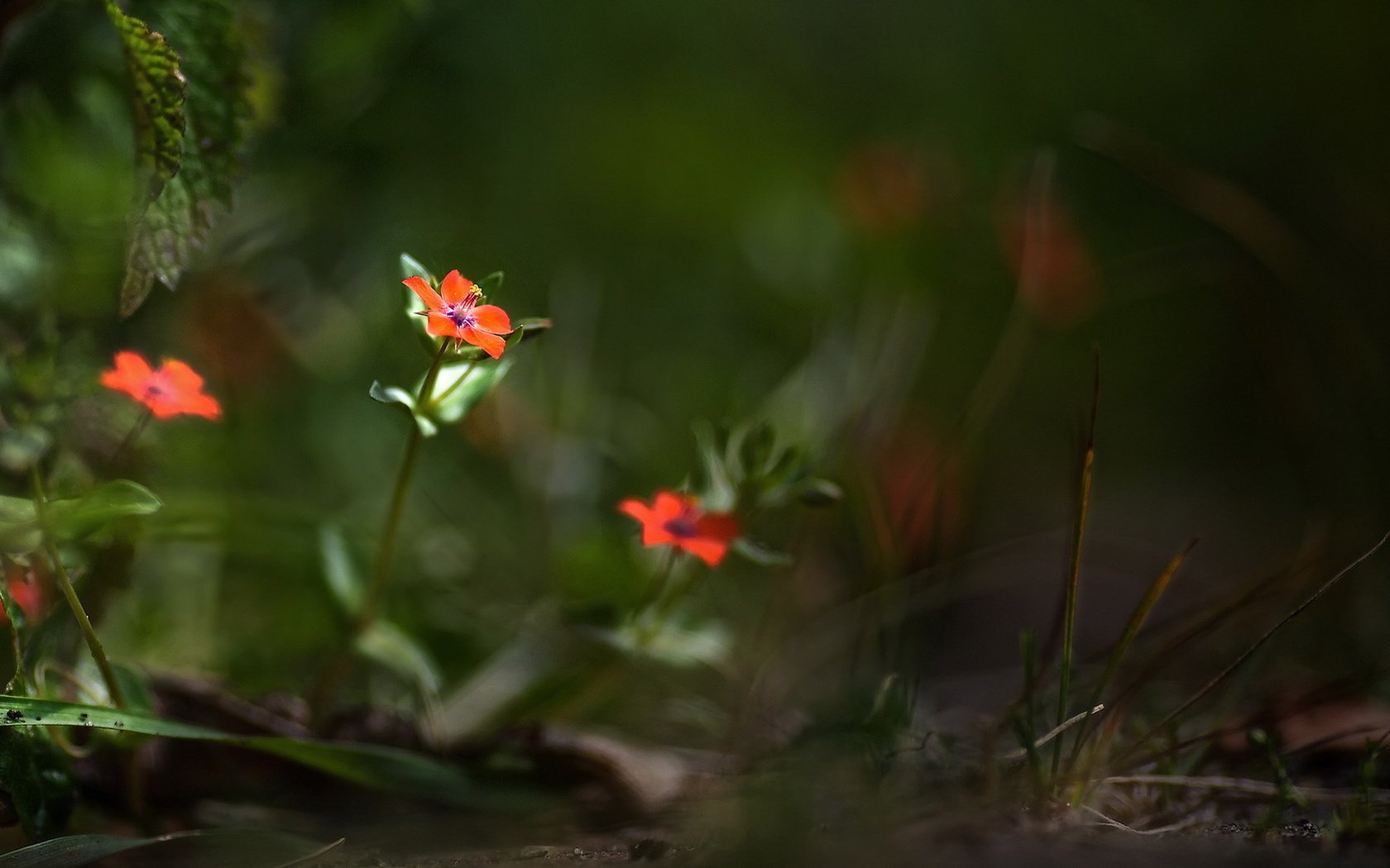 Обои цветы, природа, лето, лепестки, размытость, боке, flowers, nature, summer, petals, blur, bokeh разрешение 1920x1094 Загрузить