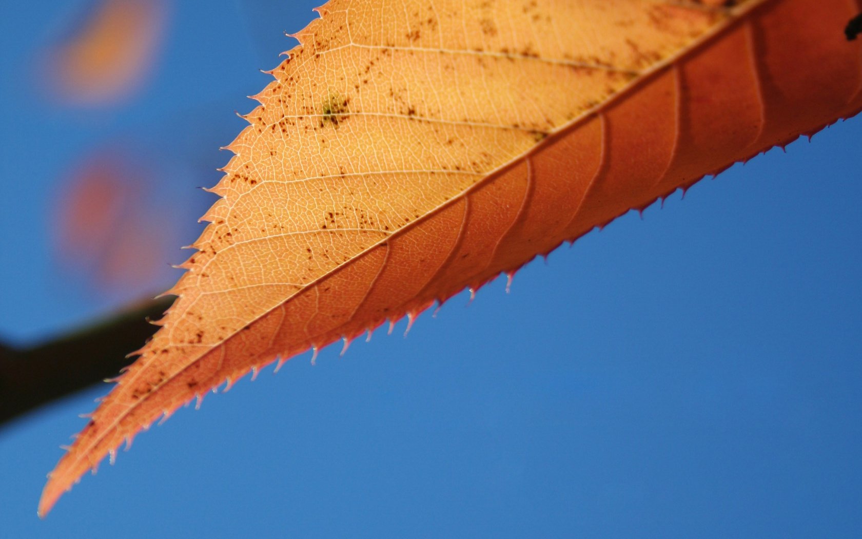 Обои небо, природа, макро, осень, лист, the sky, nature, macro, autumn, sheet разрешение 2560x1600 Загрузить