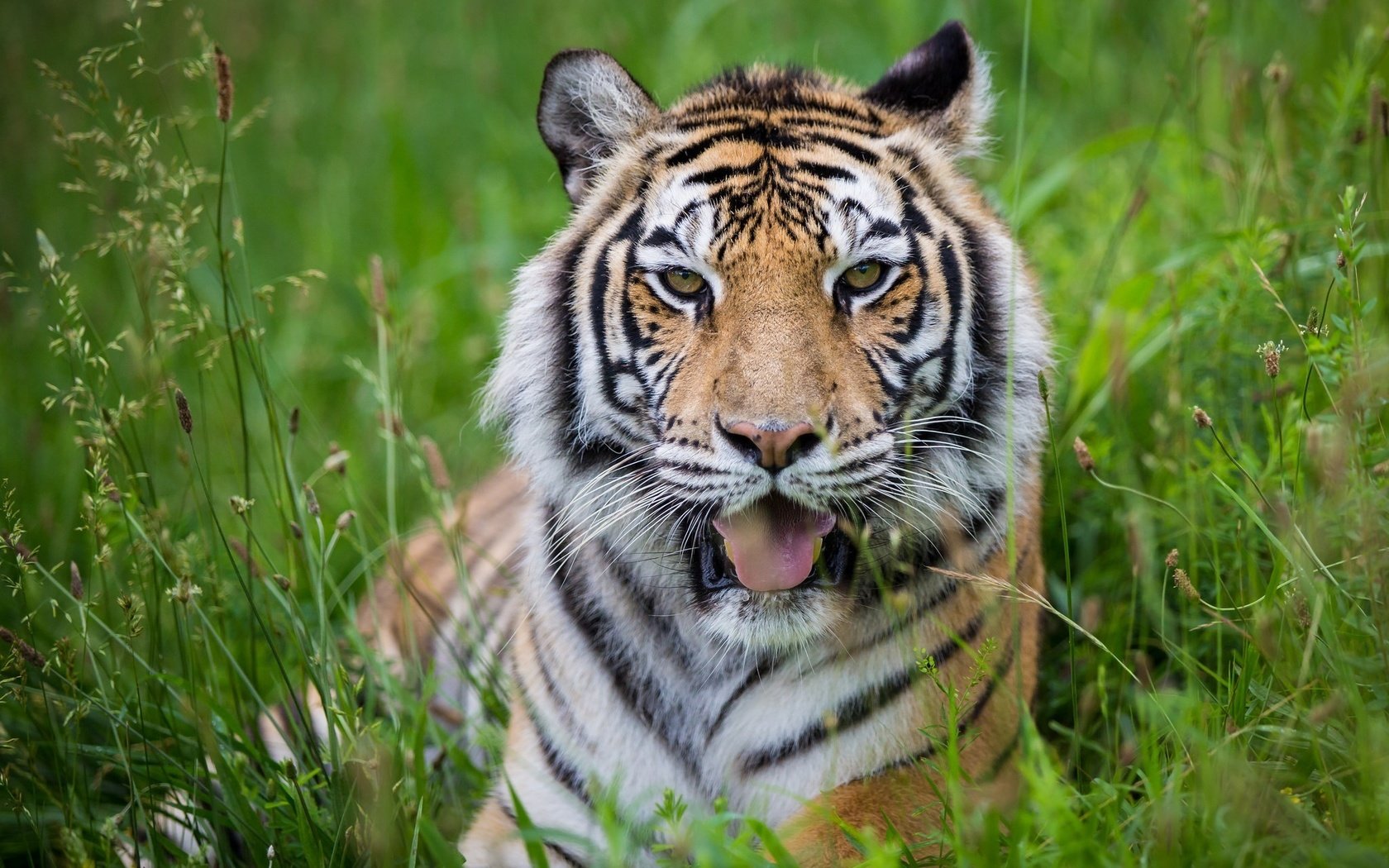 Обои тигр, морда, трава, хищник, большая кошка, язык, tiger, face, grass, predator, big cat, language разрешение 2048x1365 Загрузить