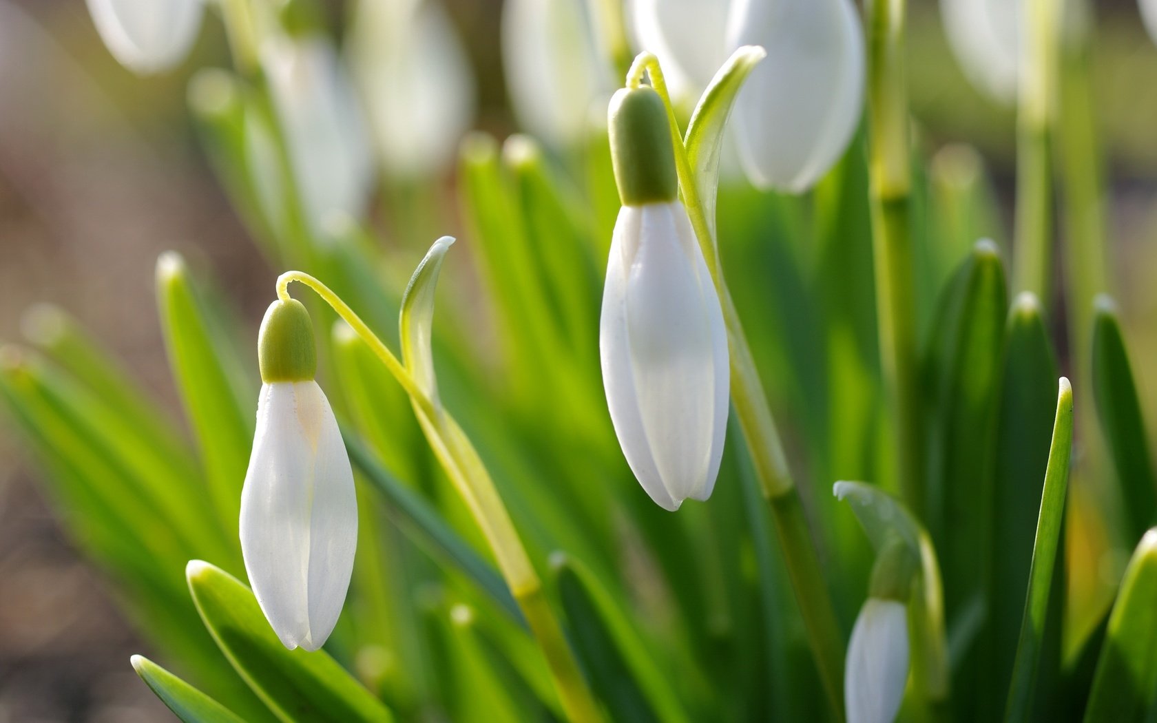 Обои цветы, природа, макро, весна, подснежники, flowers, nature, macro, spring, snowdrops разрешение 3008x2000 Загрузить