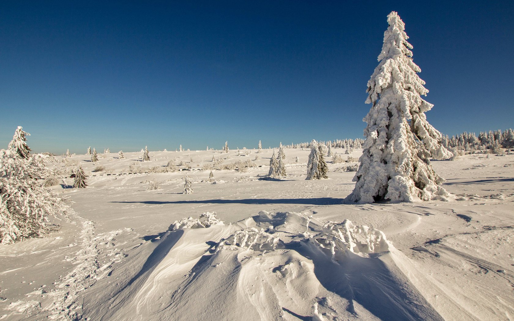 Обои снег, лес, зима, мороз, ель, сугробы, snow, forest, winter, frost, spruce, the snow разрешение 2048x1365 Загрузить