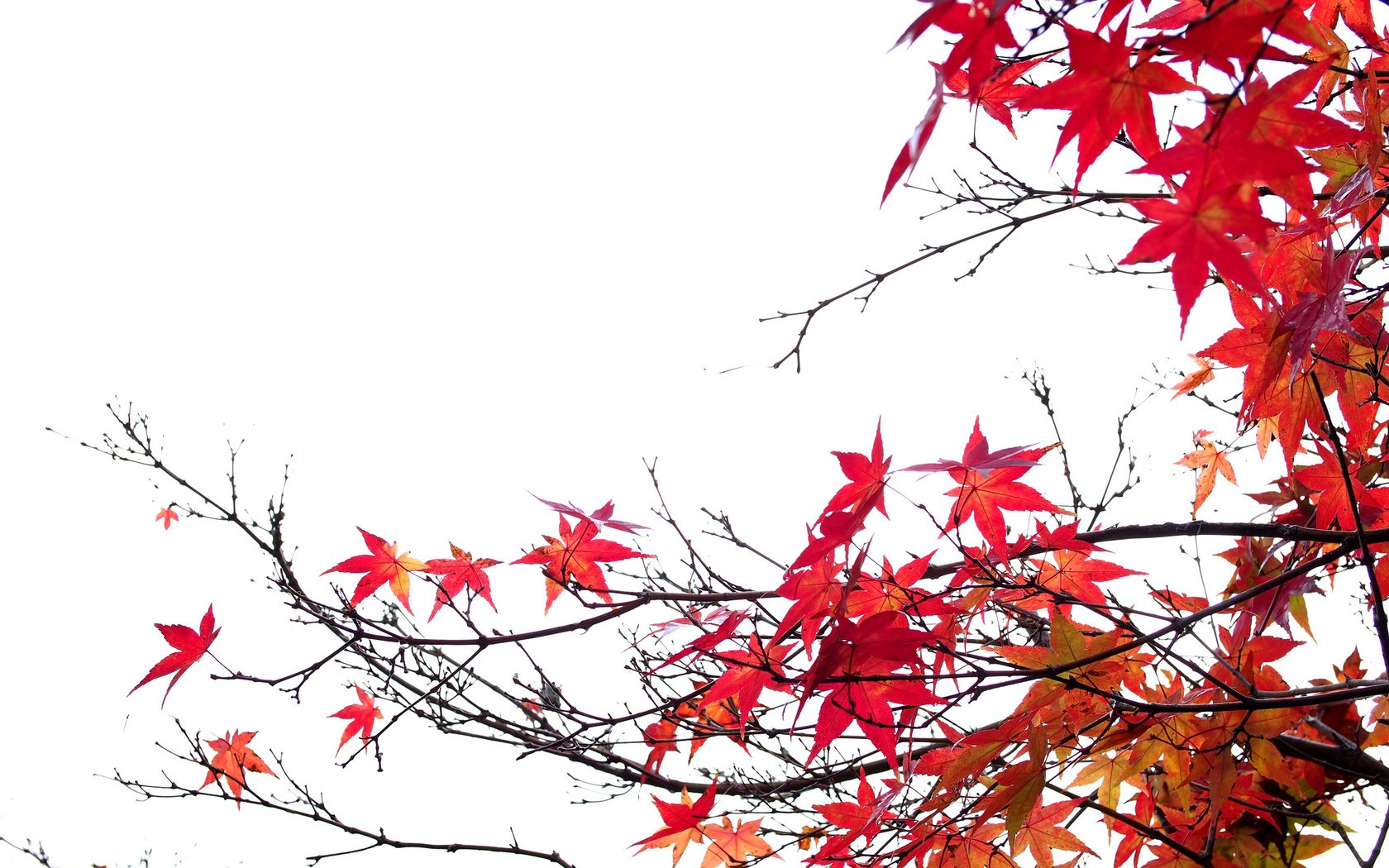 Обои природа, листья, ветки, осень, белый фон, клен, багрянец, nature, leaves, branches, autumn, white background, maple, the crimson разрешение 2048x1365 Загрузить
