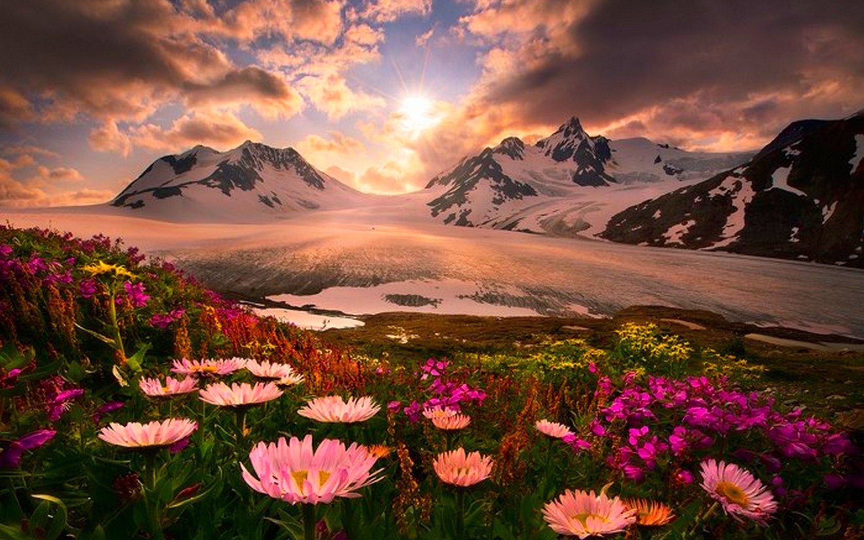 Обои небо, горы, снег, полевые цветы, the sky, mountains, snow, wildflowers разрешение 1920x1200 Загрузить