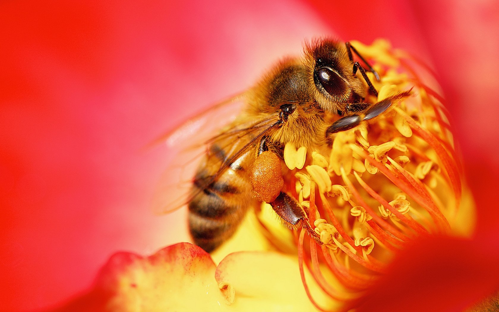 Обои природа, насекомое, цветок, пчела, nature, insect, flower, bee разрешение 2048x1152 Загрузить