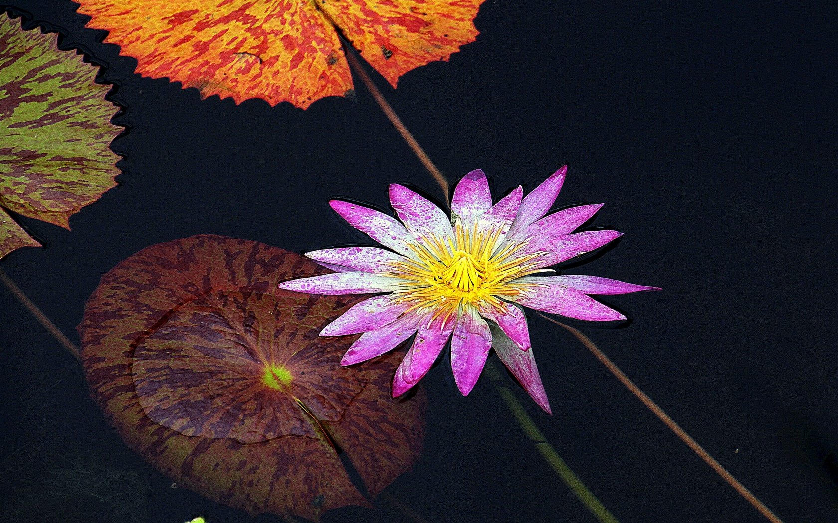 Обои цветок, флора, водяная лилия, водная лилия, flower, flora, water lily разрешение 2880x2127 Загрузить